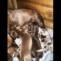Dachshund (Standard &amp; Miniature) - Both