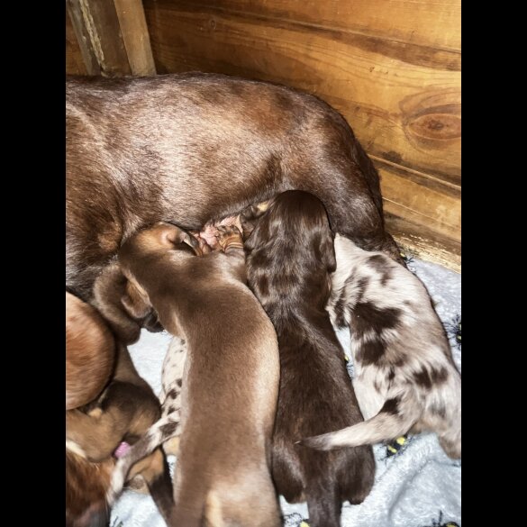 Dachshund (Standard &amp; Miniature) - Both