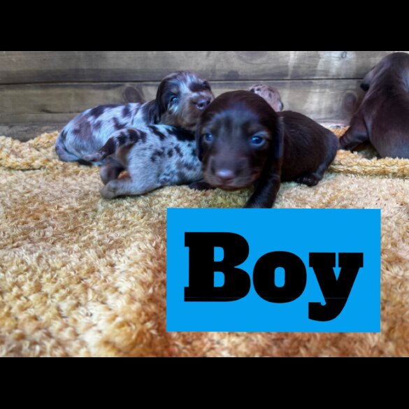 Dachshund (Standard &amp; Miniature) - Both