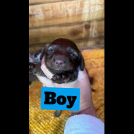 Dachshund (Standard &amp; Miniature) - Both