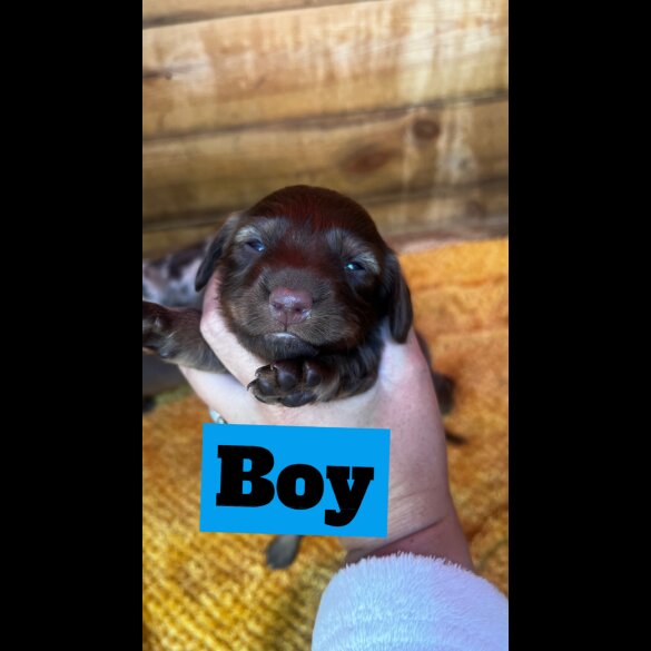 Dachshund (Standard &amp; Miniature) - Both