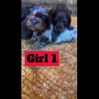 Dachshund (Standard &amp; Miniature) - Both
