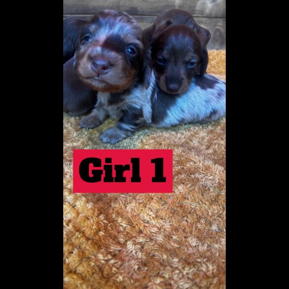Dachshund (Standard &amp; Miniature) - Both