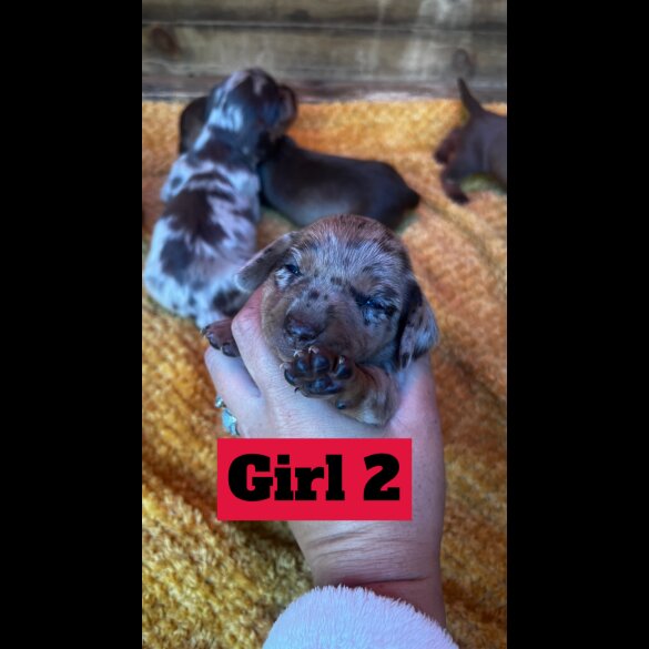 Dachshund (Standard &amp; Miniature) - Both