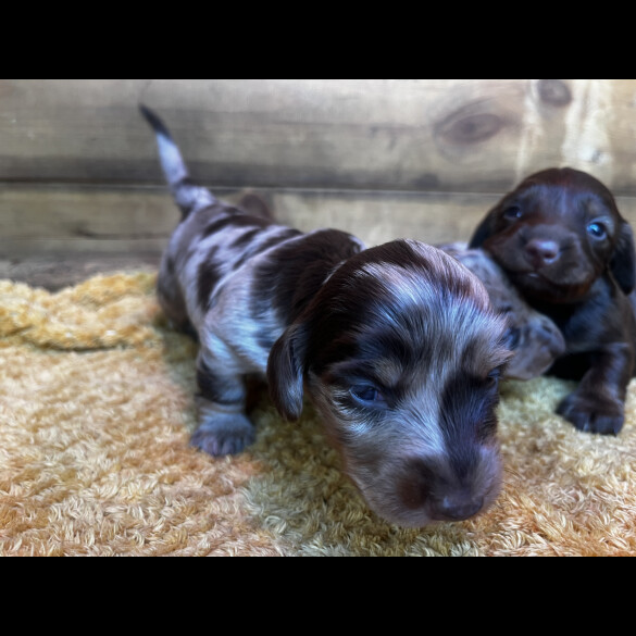 Dachshund (Standard &amp; Miniature) - Both