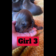 Dachshund (Standard &amp; Miniature) - Both