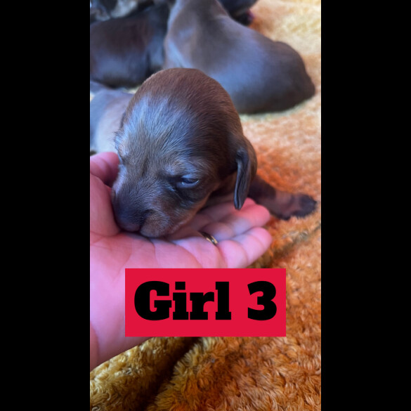 Dachshund (Standard &amp; Miniature) - Both