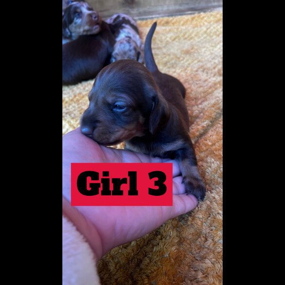 Dachshund (Standard &amp; Miniature) - Both
