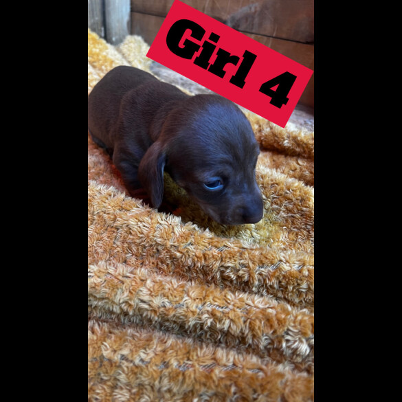 Dachshund (Standard &amp; Miniature) - Both