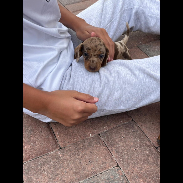Dachshund (Standard &amp; Miniature) - Both