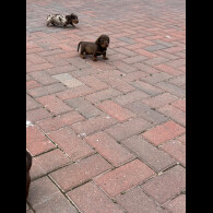 Dachshund (Standard &amp; Miniature) - Both