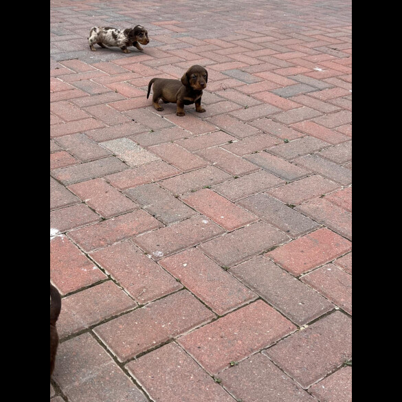 Dachshund (Standard &amp; Miniature) - Both