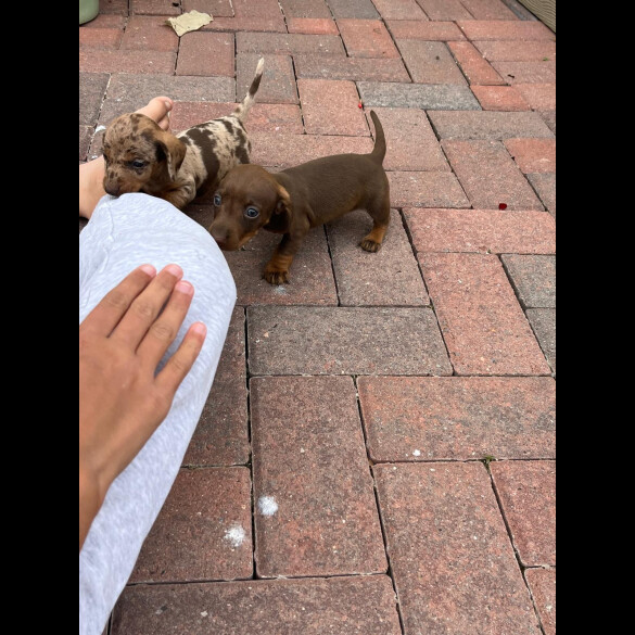 Dachshund (Standard &amp; Miniature) - Both