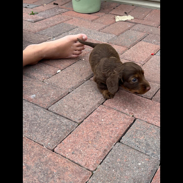 Dachshund (Standard &amp; Miniature) - Both