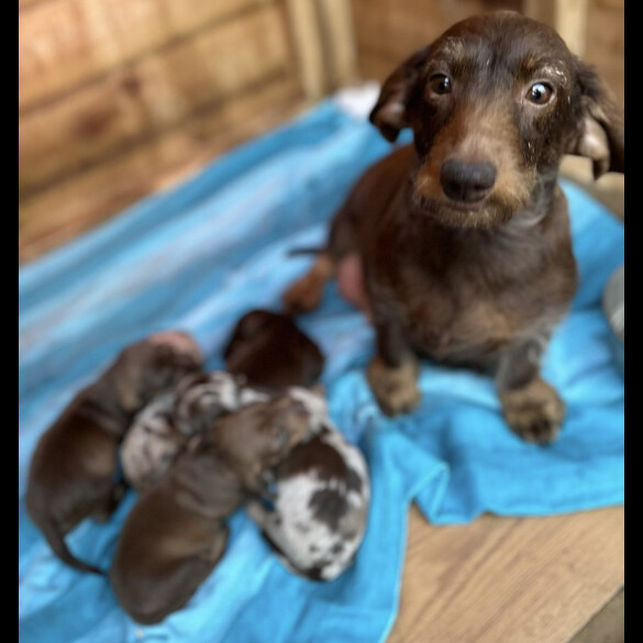 Dachshund (Standard &amp; Miniature) - Both