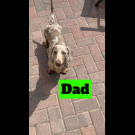Dachshund (Standard &amp; Miniature) - Both