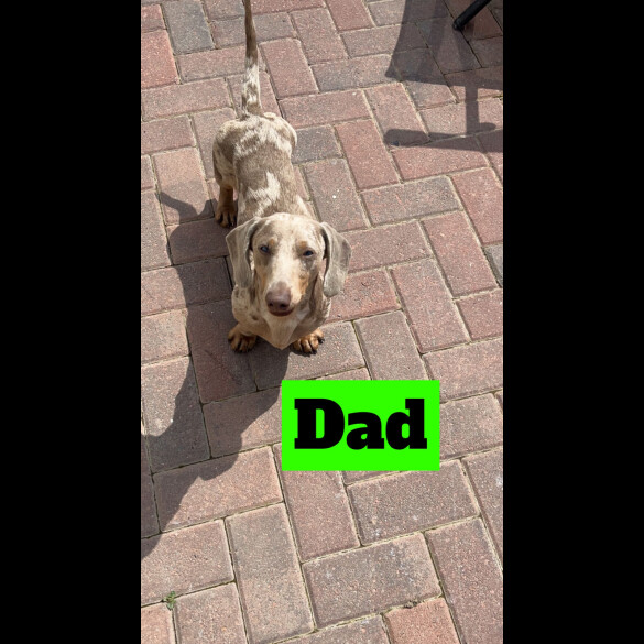 Dachshund (Standard &amp; Miniature) - Both