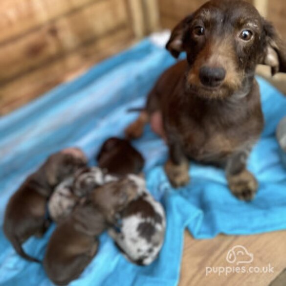 Dachshund (Standard &amp; Miniature) - Both