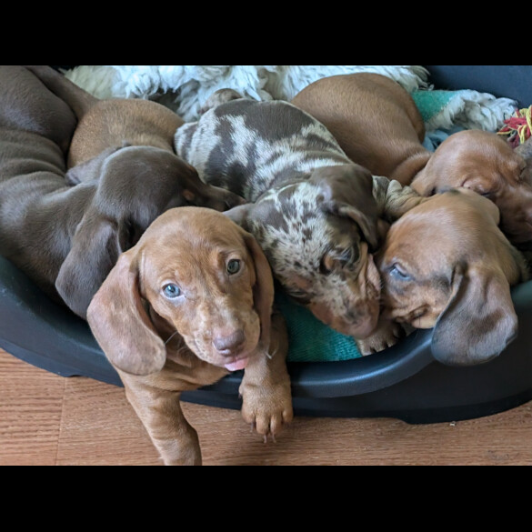 Dachshund (Standard &amp; Miniature) - Both