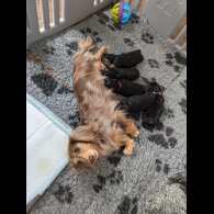 Dachshund (Standard &amp; Miniature) - Both