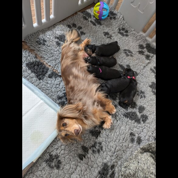 Dachshund (Standard &amp; Miniature) - Both