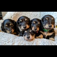 Dachshund (Standard &amp; Miniature) - Both
