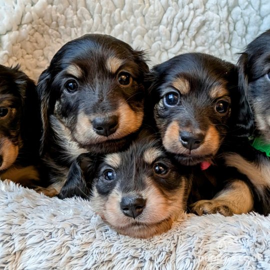 Cheap sausage dogs for sale shop