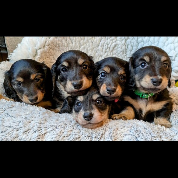 Dachshund (Standard &amp; Miniature) - Both