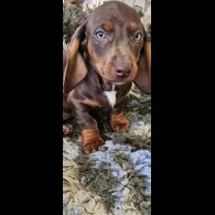 Dachshund (Standard &amp; Miniature) - Dogs