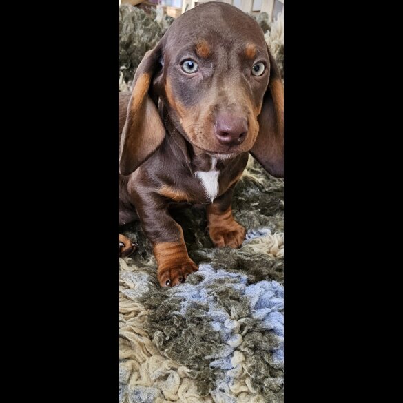 Dachshund (Standard &amp; Miniature) - Dogs