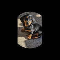 Dachshund (Standard &amp; Miniature) - Dogs