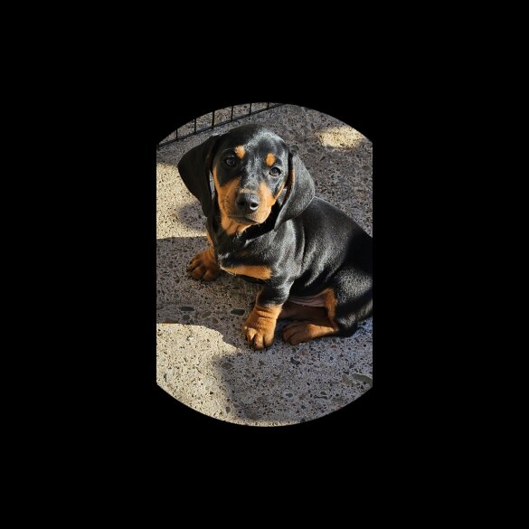 Dachshund (Standard &amp; Miniature) - Dogs