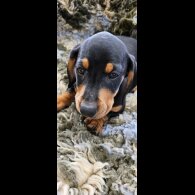 Dachshund (Standard &amp; Miniature) - Dogs