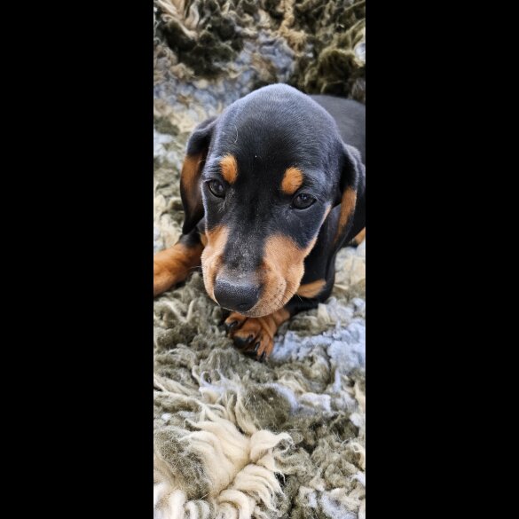 Dachshund (Standard &amp; Miniature) - Dogs