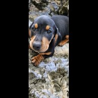 Dachshund (Standard &amp; Miniature) - Dogs