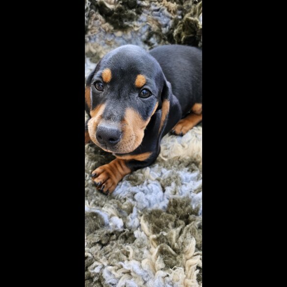 Dachshund (Standard &amp; Miniature) - Dogs