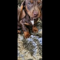 Dachshund (Standard &amp; Miniature) - Dogs