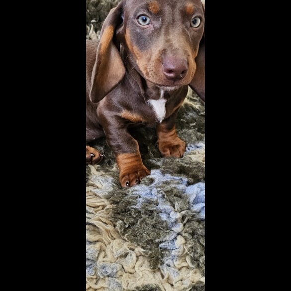 Dachshund (Standard &amp; Miniature) - Dogs