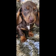 Dachshund (Standard &amp; Miniature) - Dogs
