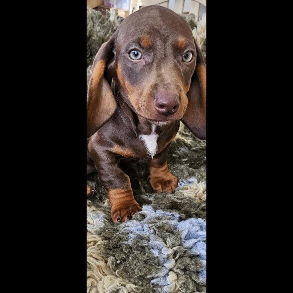 Dachshund (Standard &amp; Miniature) - Dogs