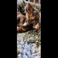Dachshund (Standard &amp; Miniature) - Dogs