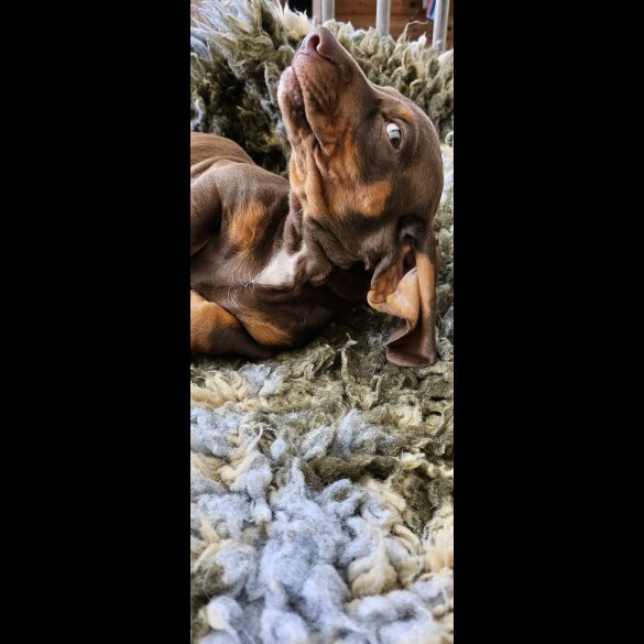 Dachshund (Standard &amp; Miniature) - Dogs