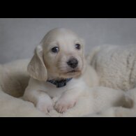 Dachshund (Standard &amp; Miniature) - Both