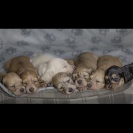 Dachshund (Standard &amp; Miniature) - Both