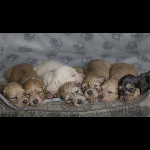 Dachshund (Standard &amp; Miniature) - Both