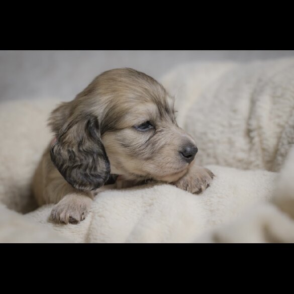 Dachshund (Standard &amp; Miniature) - Both