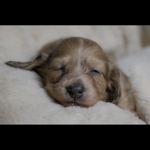 Dachshund (Standard &amp; Miniature) - Both