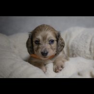 Dachshund (Standard &amp; Miniature) - Both