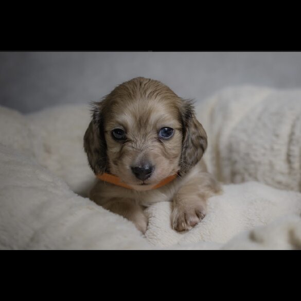 Dachshund (Standard &amp; Miniature) - Both