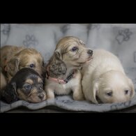 Dachshund (Standard &amp; Miniature) - Both